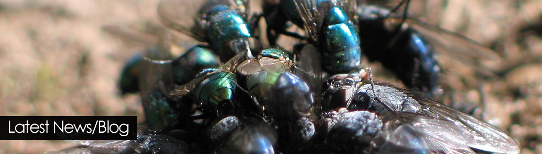 Pest Control Services